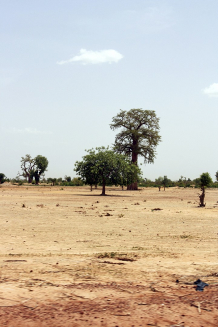 Baobab